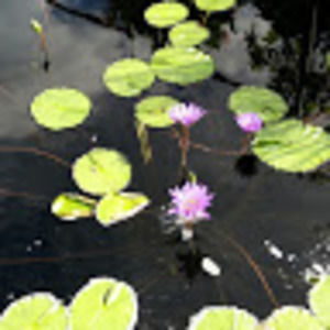 Meet your Posher, My